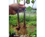 宁夏荣威植物克隆，粗枝直接育成大苗